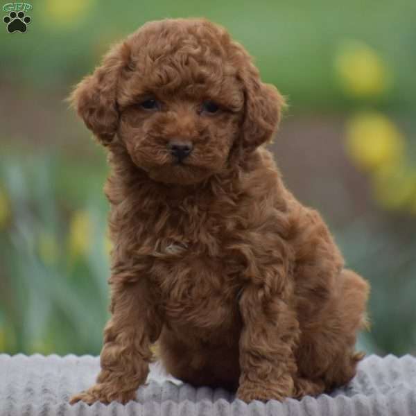 Trina, Toy Poodle Puppy
